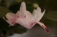 /album/l%27orchidee%3a-fleurs-des-songes-aux-contours-r%c3%aaveurs/orchidee-rose-et-rose-fushia-058-jpg/